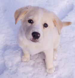 cold weather canine cures